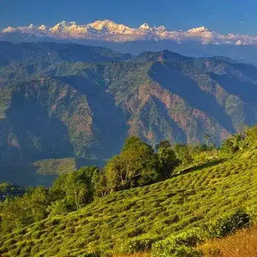 Darjeeling Second Flush teas