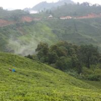 Assam second flush teas