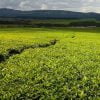 Buy loose leaf teas online - Kenyan Emrok