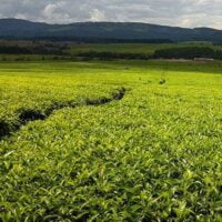 Ceylon Nuwara Eliya teas