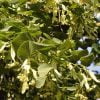 Buy loose leaf teas online - Lime Flower (Linden)