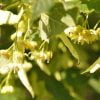 Buy loose leaf teas online - Lime Flower (Linden)