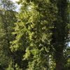 Buy loose leaf teas online - Lime Flower (Linden)