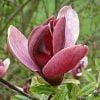 Buy loose leaf teas online - Magnolia Tea