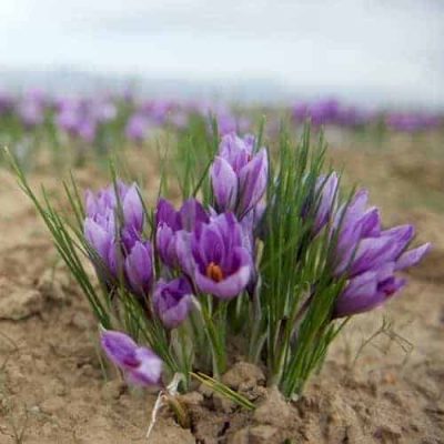 Buy loose leaf teas online - Saffron Loose