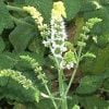 Buy loose leaf teas online - Egyptian Mint (Spearmint)