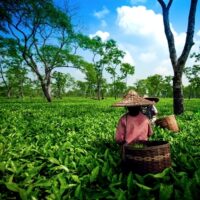 Assam first flush teas