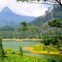 Ceylon Uva teas