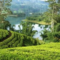 Ceylon Dimbula teas