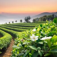 Chinese green teas