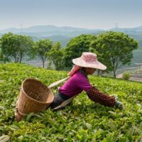 Chinese black teas