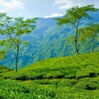 Darjeeling teas