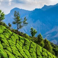 Nilgiri teas