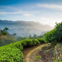 Darjeeling first flush teas