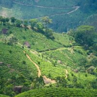 Darjeeling green teas
