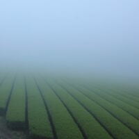 Japanese sencha green teas