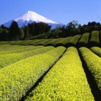 Japanese green teas