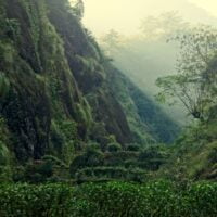 Lapsang Souchong teas