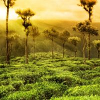 Assam teas