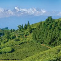 Nepalese teas