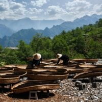Yunnan teas