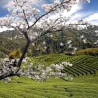 Formosa oolong teas